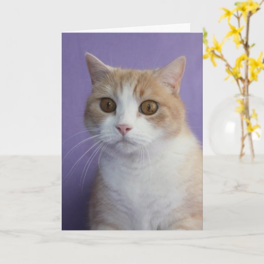  grappige kat / Kat aanmoediging Kaart (Gele Bloem)