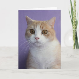 Grappige Kat/Kat Valentijn Feestdagen Kaart