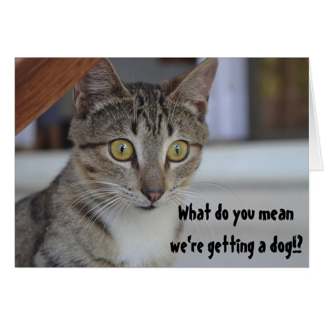 Grappige kat krijgt een hond Humor Verrassing (Voorkant Horizontaal)