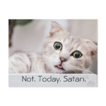 Grappige kat tekst