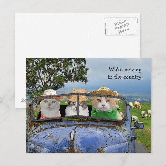 Grappige katten die Briefkaart verplaatsen (Voorkant / Achterkant)