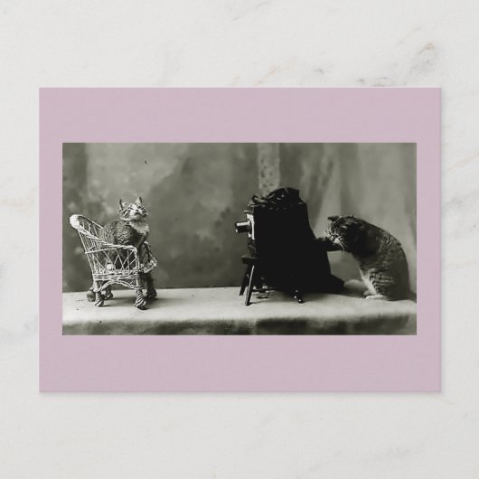 grappige katten  fotokaart voor katten briefkaart (Voorkant)