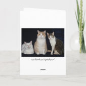 Grappige  katten kaart (Achterkant)