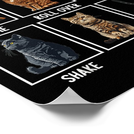 Grappige katten katten grappen  poster (Hoek)
