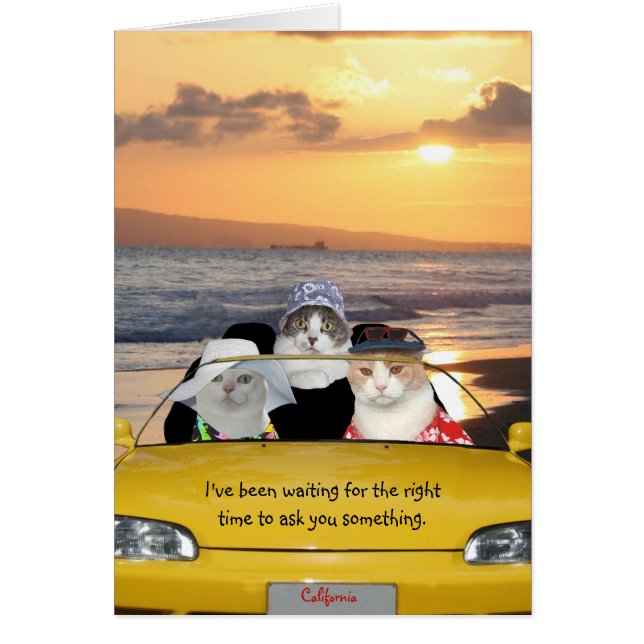 Grappige katten op het strand op een date (Voorkant)