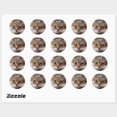 Grappige Katten Stickers (Vel)
