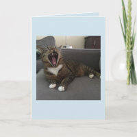 Grappige katten, Verontschuldiging voor het