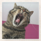 Grappige Kattenfoto Dierenliefhebber Glazen Onderzetter (Voorkant)