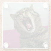 Grappige Kattenfoto Dierenliefhebber Glazen Onderzetter (Achterkant)