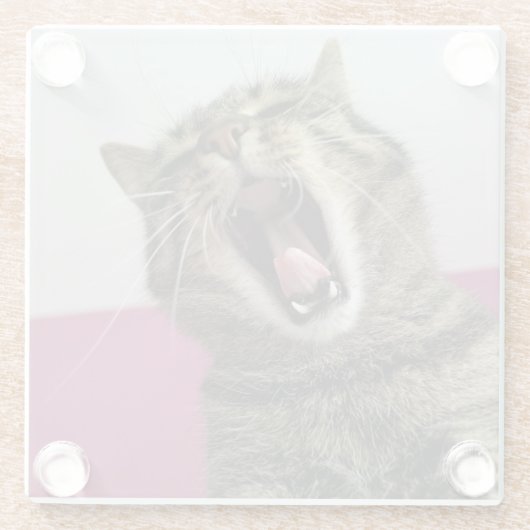 Grappige Kattenfoto Dierenliefhebber Glazen Onderzetter (Achterkant)