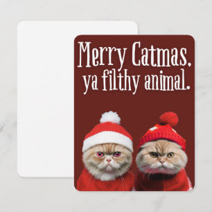 Grappige Kerstkatten Vakantie Groet Feestdagenkaart