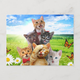 Grappige kittens in het groene veld. briefkaart
