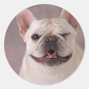 Grappige knipogen Hond Franse Bulldog Ronde Sticker