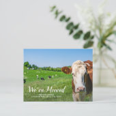 Grappige Koe, nieuw huis, aangepaste adres, we zij Briefkaart (Staand voorkant)