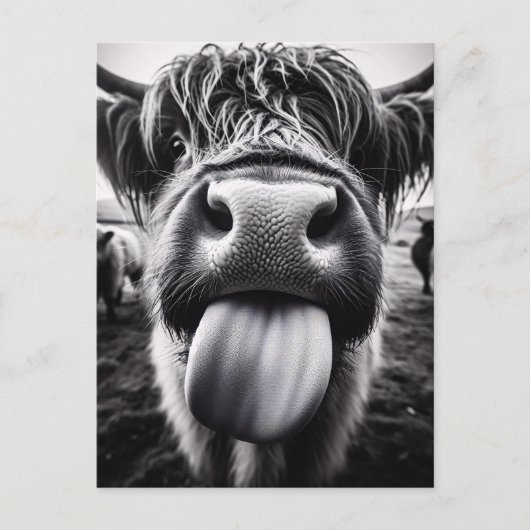 Grappige Koe Zwart-wit Briefkaart (Voorkant)