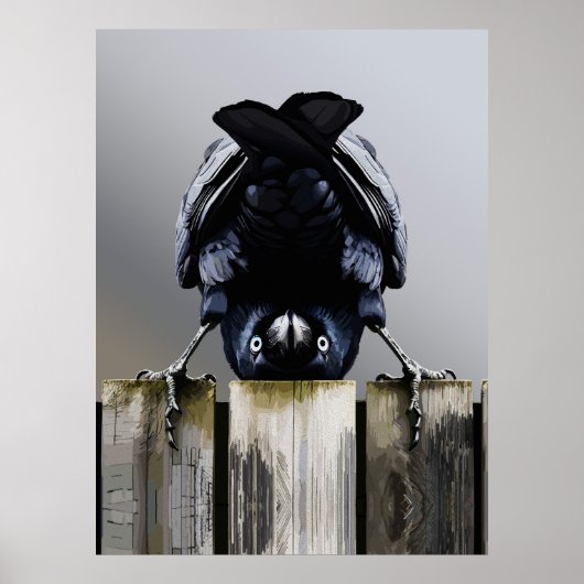 Grappige Kraai Muurkunst – Ondersteboven Vogel  Poster (Voorkant)