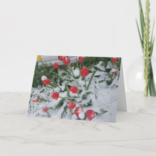 Grappige lente in Wisconsin Tulpen in de sneeuw Kaart (Voorkant)