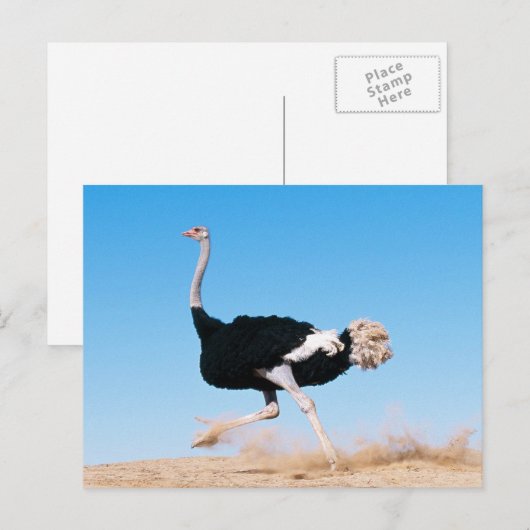 Grappige lopende struisvogel foto briefkaart (Voorkant / Achterkant)
