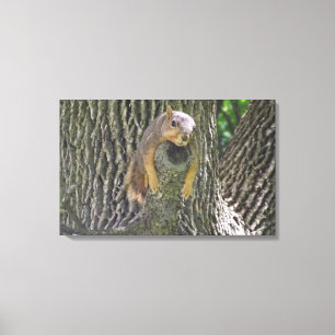 Grappige luie eekhoorn in een boom Fotografie Wand Canvas Afdruk