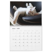 Grappige luie katten 2025 kalender (Mar 2027)