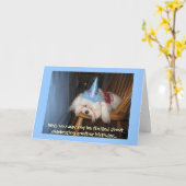 Grappige Maltese verjaardag Kaart (Gele Bloem)