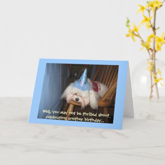 Grappige Maltese verjaardag Kaart (Gele Bloem)