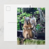 Grappige mannelijke eekhoorn fotografie dier noten briefkaart (Voorkant / Achterkant)