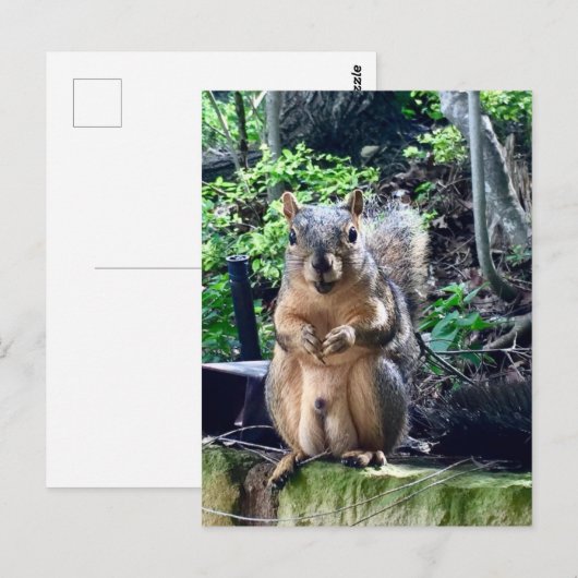 Grappige mannelijke eekhoorn fotografie dier noten briefkaart (Voorkant / Achterkant)