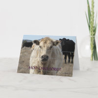 Grappige Moo Zwart Wit Koe Apologie - Ranch of Boe