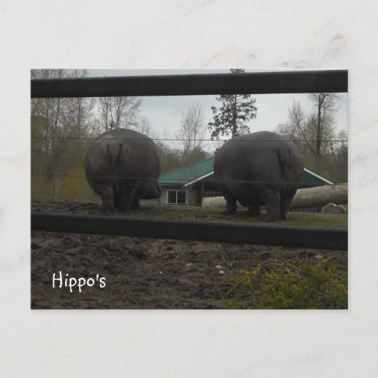 Grappige nijlpaarden die weglopen briefkaart (Voorkant)