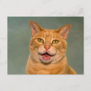 Grappige oranje tabby kat miauwende portret briefkaart