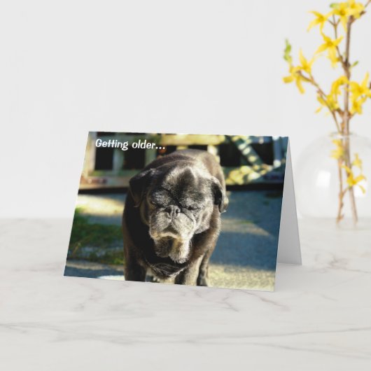 Grappige Oude Zwarte Mopshond Verjaardag Kaart (Gele Bloem)