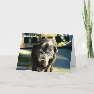 Grappige Oude Zwarte Mopshond Verjaardag Kaart