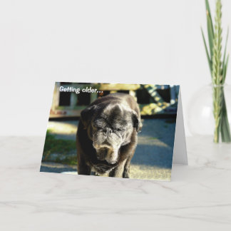 Grappige Oude Zwarte Mopshond Verjaardag Kaart