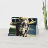 Grappige Oude Zwarte Mopshond Verjaardag Kaart (Voorkant)