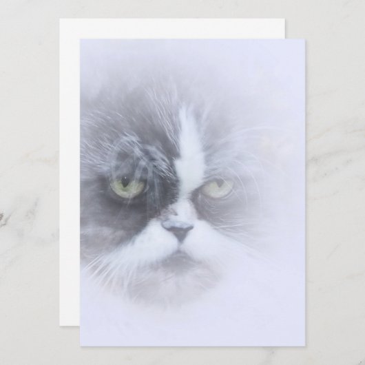 grappige perzische kat met grote ogen (Voorkant / Achterkant)