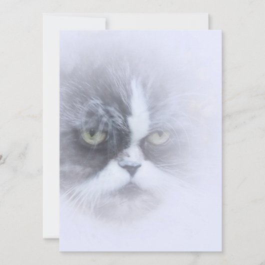 grappige perzische kat met grote ogen (Voorkant)