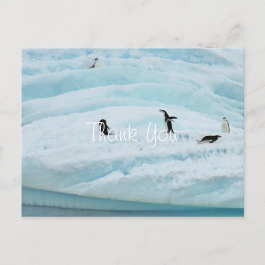 Grappige Pinguïns Bedankt Briefkaart (Voorkant)