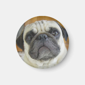 Grappige Pug Face Koelkast Magnet Koelkast Magnete