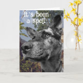 Grappige Runderhond Kop Foto Kleurrijke Achtergron Kaart (Gele Bloem)