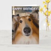 Grappige ruwe collie portret groetjes kaart (Gele Bloem)