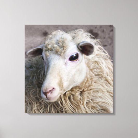 Grappige schapen canvas afdruk (Voorkant)