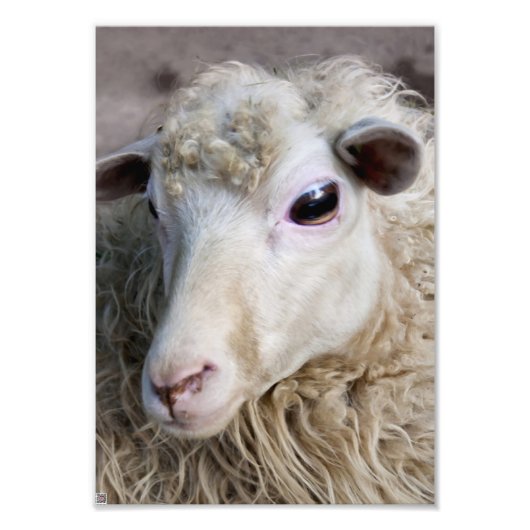 Grappige schapen foto afdruk (Voorkant)