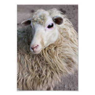Grappige schapen foto afdruk