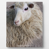 Grappige schapen fotoplaat (Voorkant)