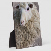 Grappige schapen fotoplaat (Zijkant)