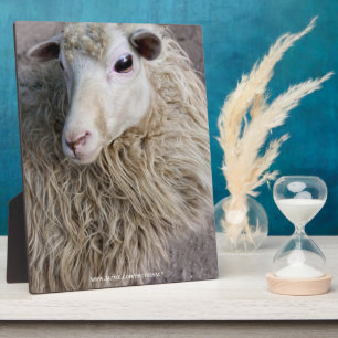 Grappige schapen fotoplaat