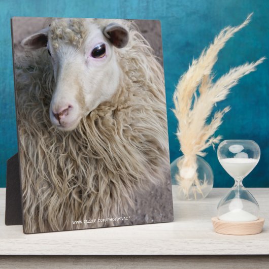 Grappige schapen fotoplaat (Zijkant)