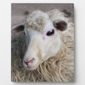 Grappige schapen fotoplaat (Voorkant)