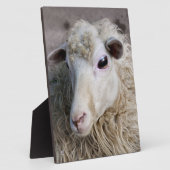Grappige schapen fotoplaat (Zijkant)